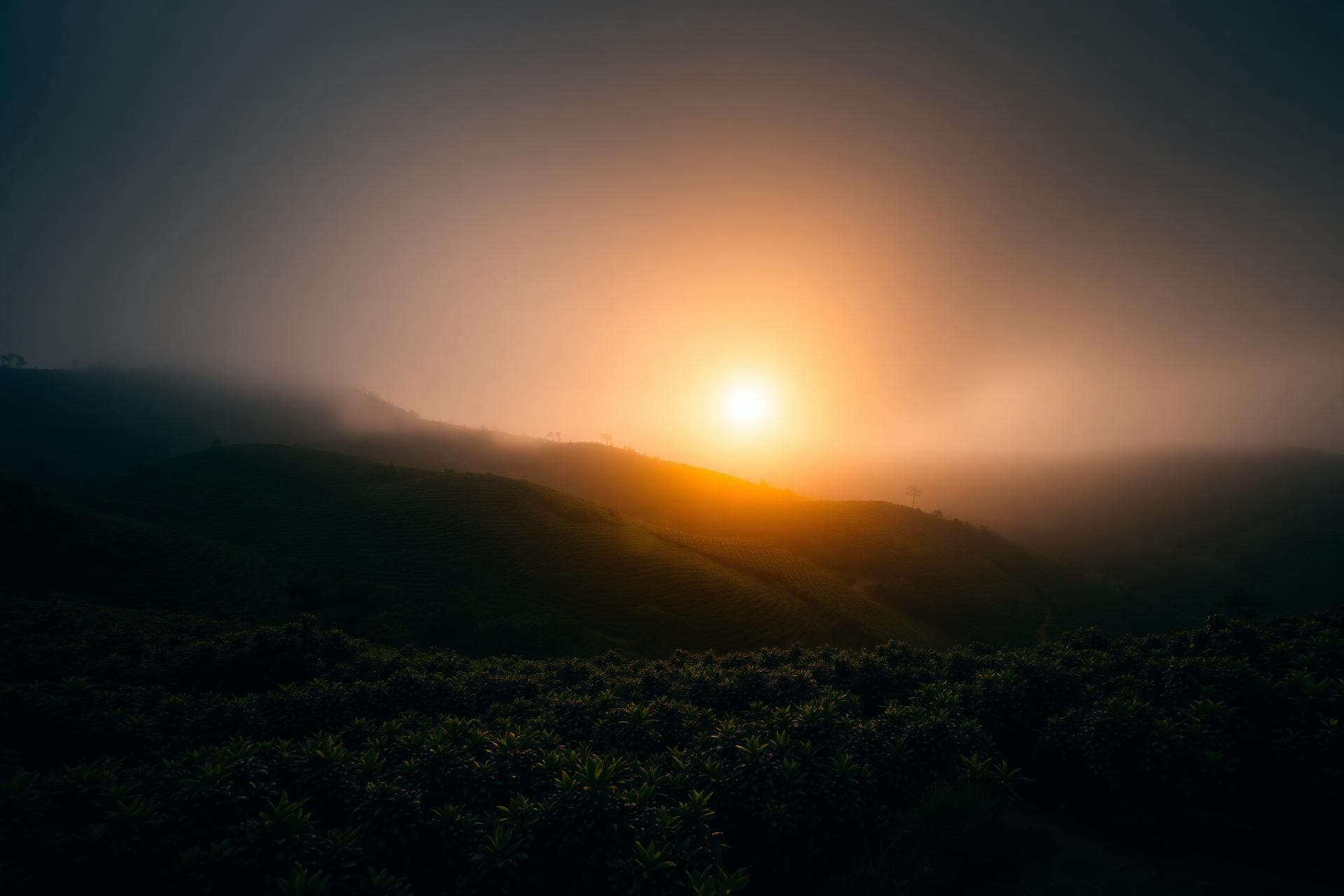 Cafezal da Fazenda Monjolinho ao amanhecer, Sul de Minas